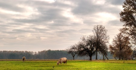 plants for natural background on agricultural field
の写真素材