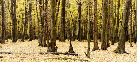 Sunlight in the green end yelow forest, autumn time