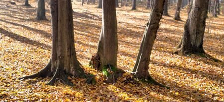 Sunlight in the green end yelow forest, autumn timeの写真素材