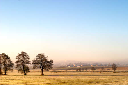 atumn landscape of young grey forest with bright blue skyの写真素材