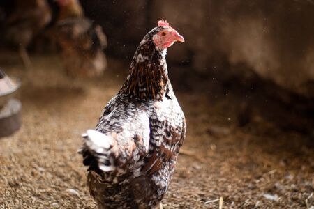 Image shows chicken searching for food, chicken seriesの写真素材