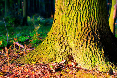 atumn landscape of young grey forest with bright blue skyの写真素材