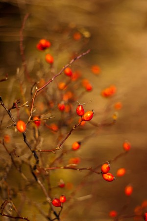 plants for natural background,fluffy wild plant grouped in sunny dayの写真素材