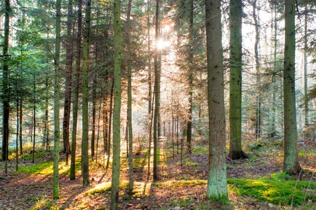 Sunlight in the green end yelow forest, autumn time