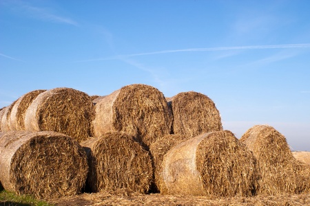 This year's bundle of straw yellow with golden colorの写真素材