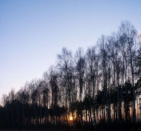 Sunlight in the green end yelow forest, autumn timeの写真素材