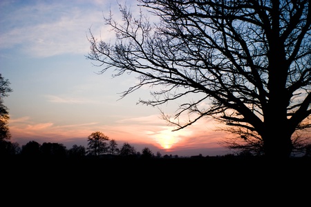 old big tree on color background with blue sky の写真素材
