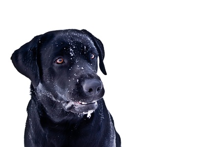 funny dog without name in sunny dayの写真素材