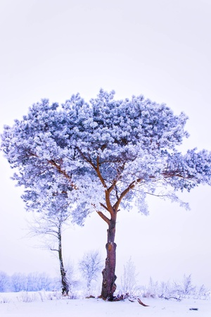 Frozen tree on winter field and blue sky, winter treeの写真素材