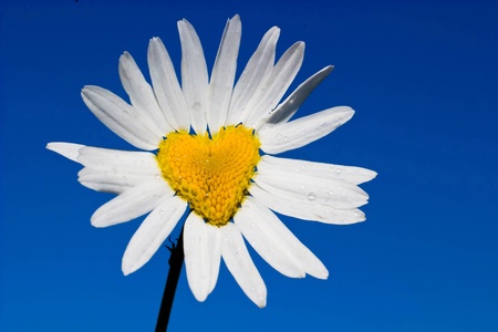 flowers on colorfull background - macro photoの写真素材