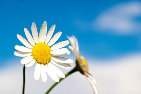 flowers on colorful backgroundの写真素材