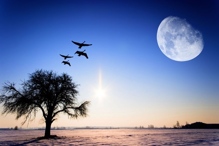 old big tree on color background with blue skyの写真素材