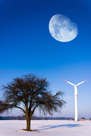 old big tree on color background with blue skyの写真素材