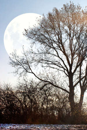atumn landscape of young grey forest with bright blue sky
