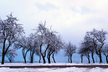 winter landscape of young grey forest with bright blue sky
の写真素材