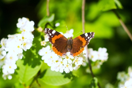 Close up shot of a butterfly on a leaf with a green backgroundの写真素材