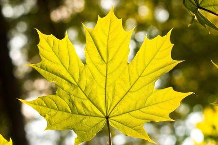 autumn background with colored leaves on wooden boardの写真素材