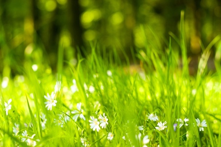 plants for natural background,fluffy wild plant grouped in sunny dayの写真素材