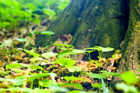 plants for natural background,fluffy wild plant grouped in sunny day