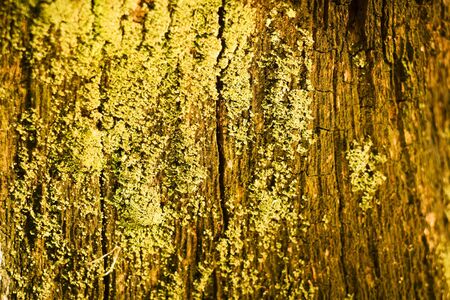 old grey wood textured for abstract backgroundの写真素材