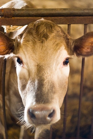 The young black end white cow stands on straw in barnの写真素材