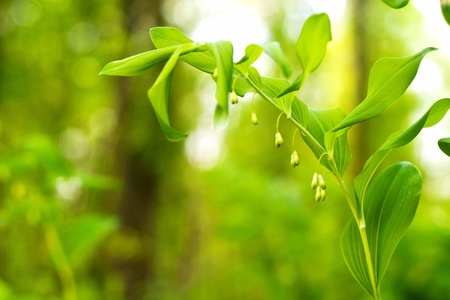 flowers on colorfull background - macro photoの写真素材