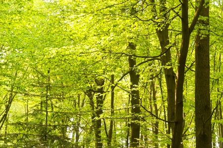 spring landscape of young grey forest with green treesの写真素材