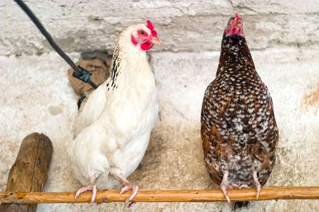 Image shows chicken searching for food, chicken seriesの写真素材