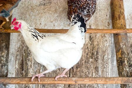 Image shows chicken searching for food, chicken seriesの写真素材