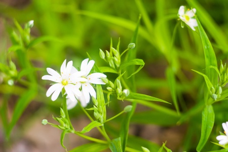 flowers on colorfull background - macro photoの写真素材