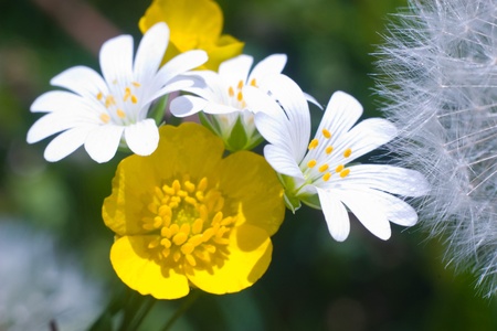 flowers on colorfull background - macro photoの写真素材