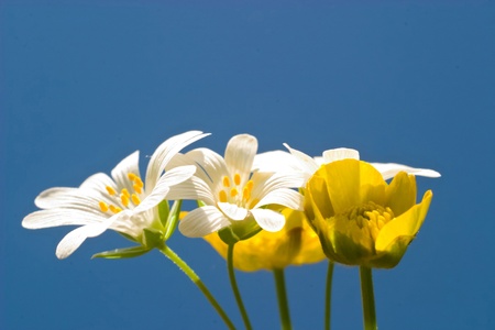 flowers on colorfull background - macro photoの写真素材