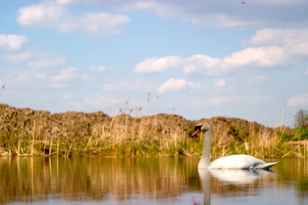swan on blue lake water in sunny day, swan on pondの写真素材