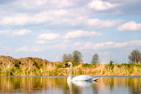 swan on blue lake water in sunny day, swan on pondの写真素材