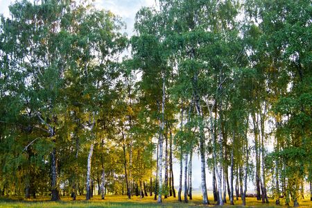 spring landscape of young trees with bright blue skyの写真素材