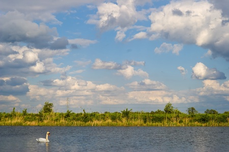 swan on blue lake water in sunny day, swan on pondの写真素材