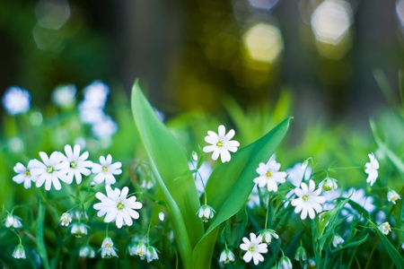 plants for natural background,fluffy wild plant grouped in sunny dayの写真素材