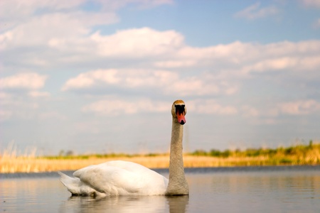 swan on blue lake water in sunny day, swan on pondの写真素材