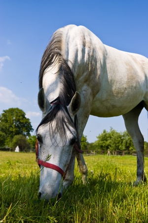 Beautiful Horse in a Green Meadow in sunny dayの写真素材