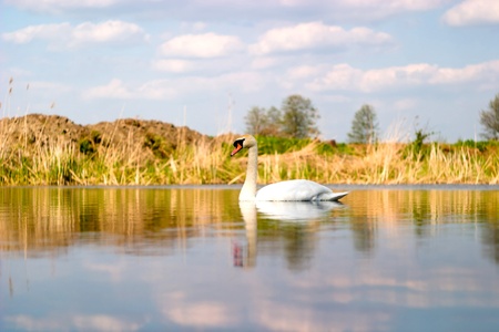 swan on blue lake water in sunny day, swan on pondの写真素材