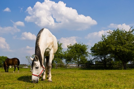 Beautiful Horse in a Green Meadow in sunny dayの写真素材
