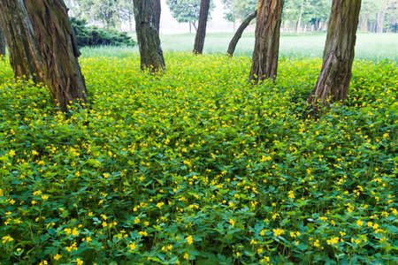 spring landscape of young trees with bright blue skyの写真素材