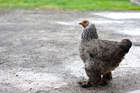 Image shows chicken searching for food, chicken seriesの写真素材