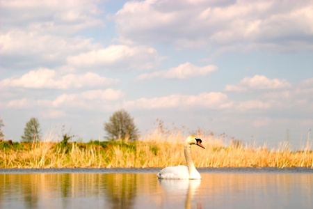 swan on blue lake water in sunny day, swan on pondの写真素材