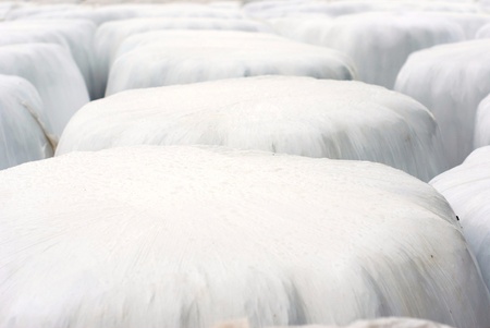 silage, bales, hay bales, plastic wrap cover for wheat cereal bales outdoor の写真素材