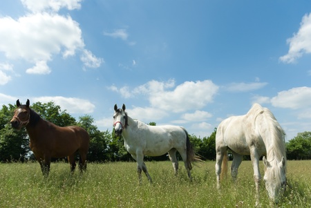 Beautiful Horse in a Green Meadow in sunny dayの写真素材