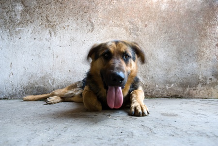 funny dog without name in sunny day
