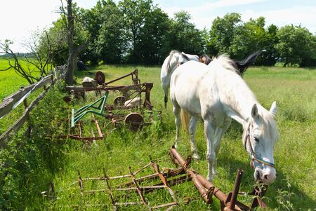 Beautiful Horse in a Green Meadow in sunny dayの写真素材