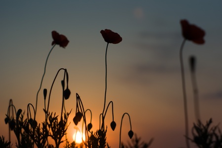 flowers on colorful background, flowers series, macro photoの写真素材