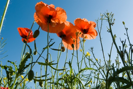 flowers on colorful background, flowers series, macro photo